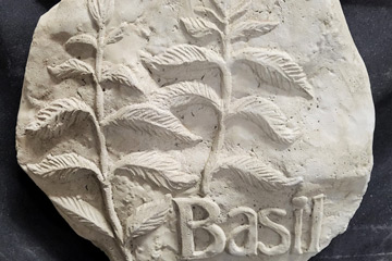 Plants - Basil