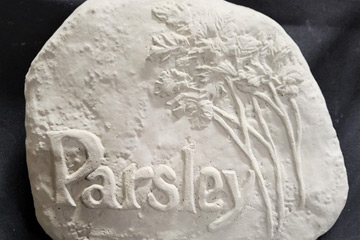 Plants - Parsley
